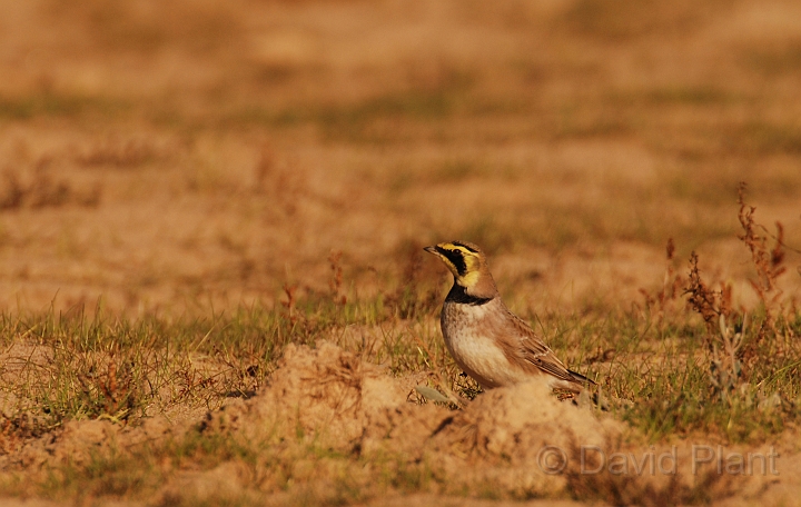 Shore lark - C.jpg - Shore lark - Norfolk